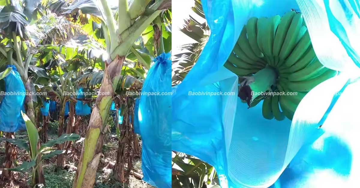 Ưu điểm túi bọc buồng chuối