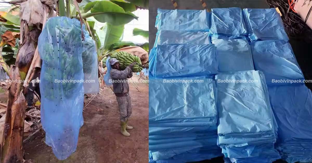 Công dụng của túi bọc buồng chuối