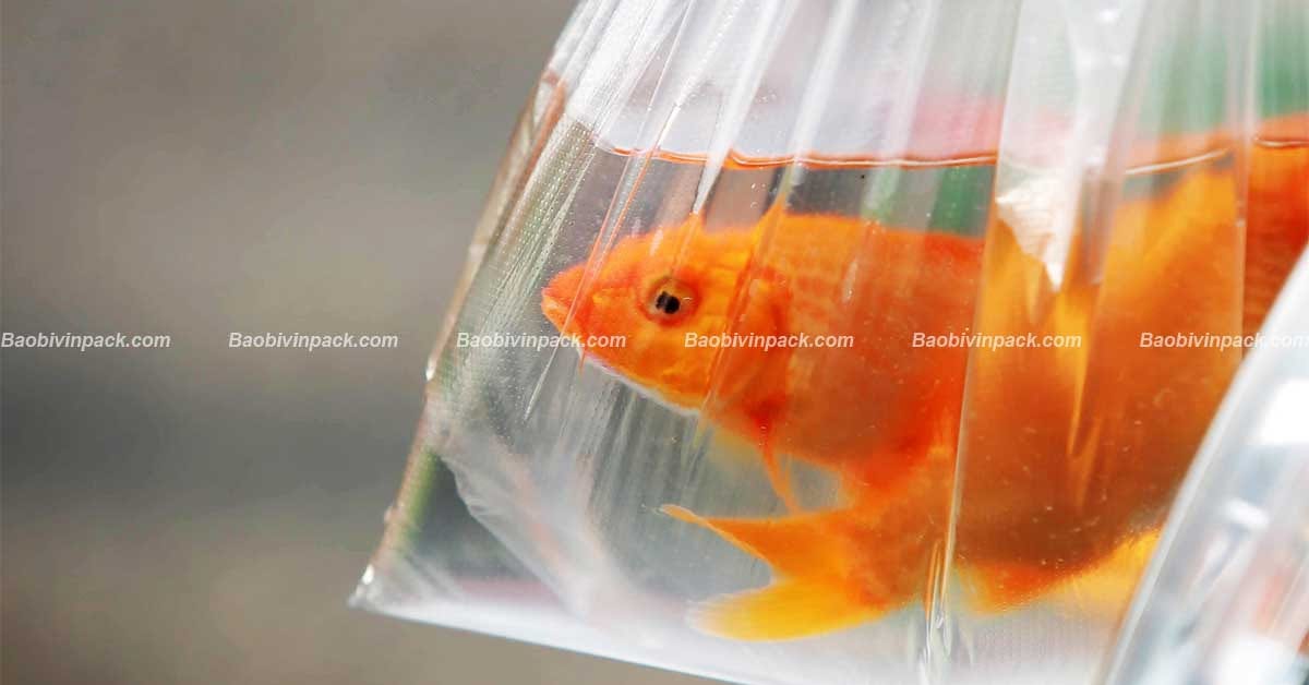 Màu sắc của túi đựng cá cảnh