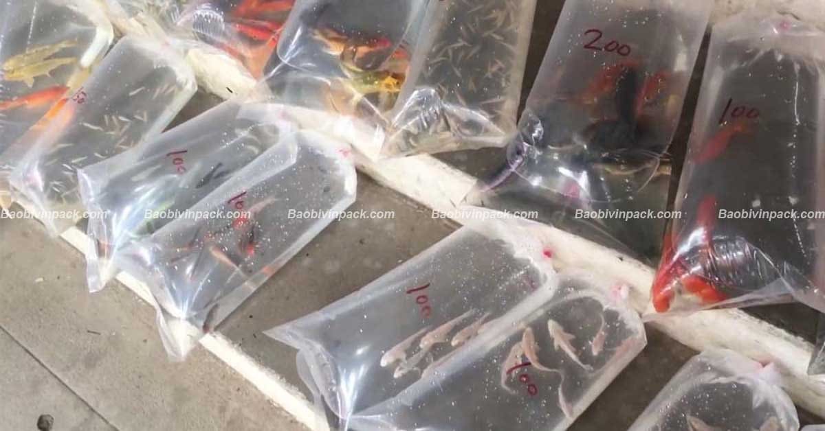 Ứng dụng của túi đựng thủy sản trong đời sống