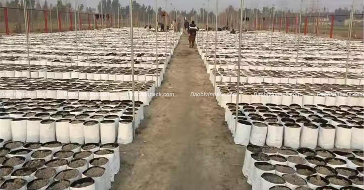 Màu sắc túi ươm trồng cây cà phê