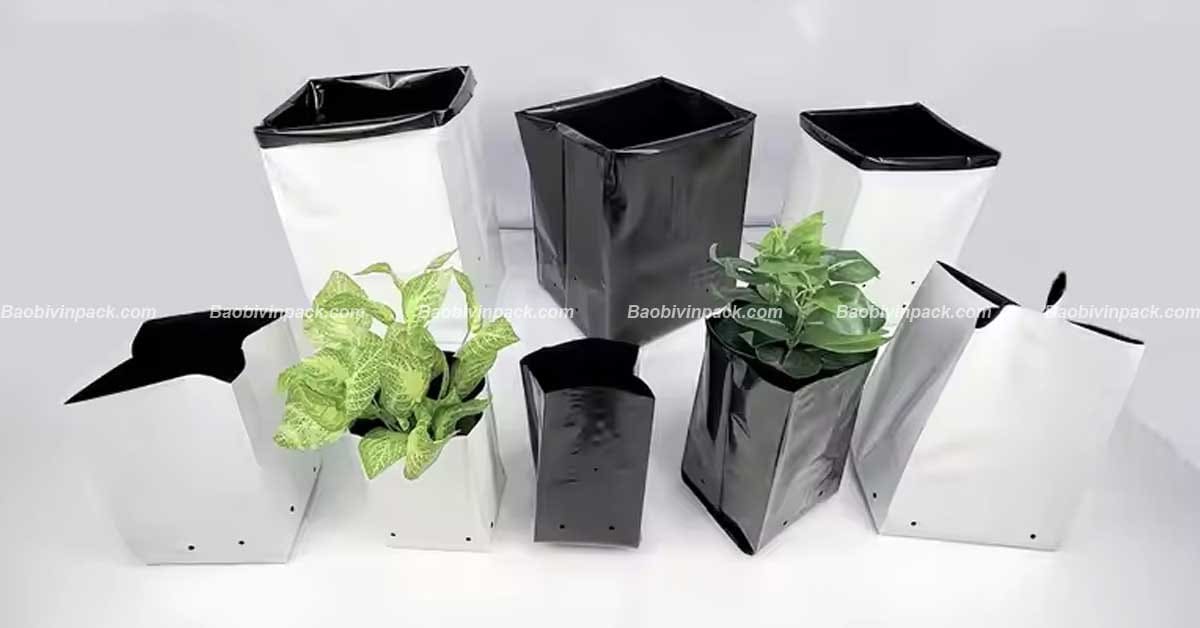 Ưu điểm túi trồng cây cà phê