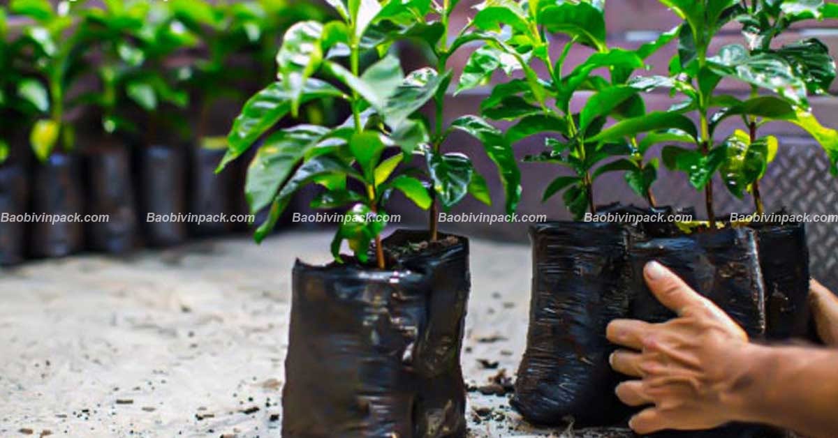 Túi trồng cây cao su - 5