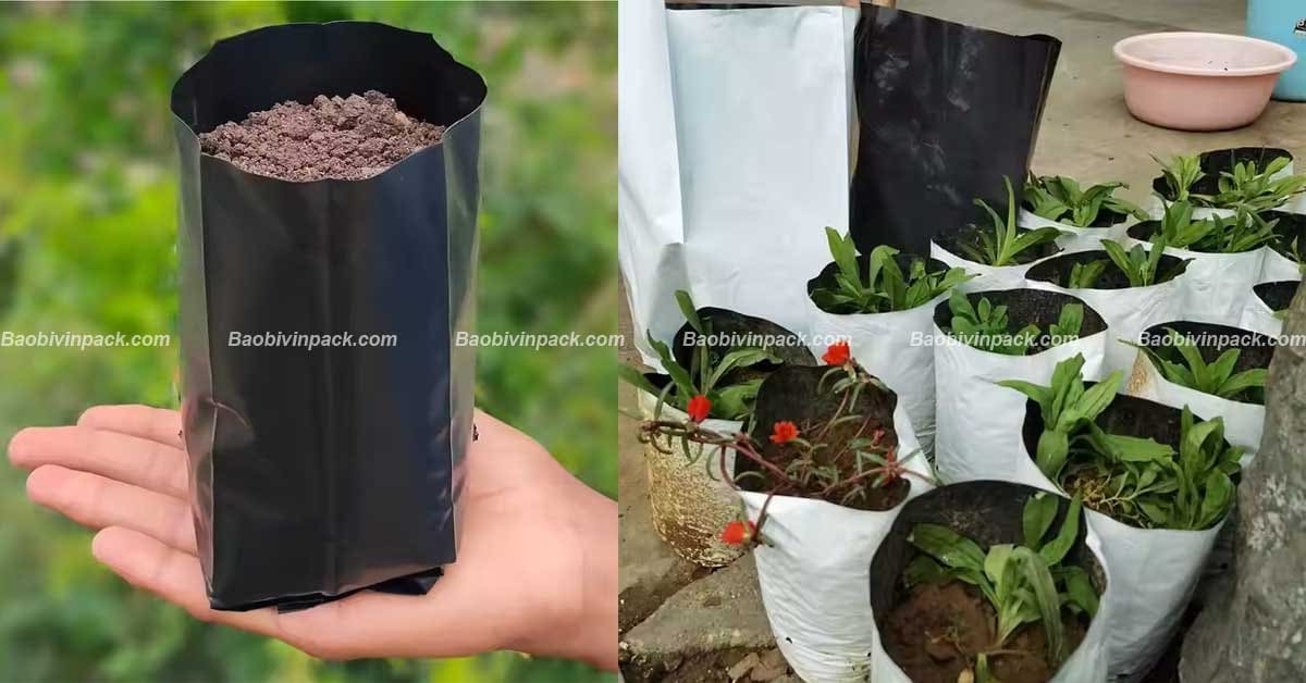 Túi trồng cây cao su - 7