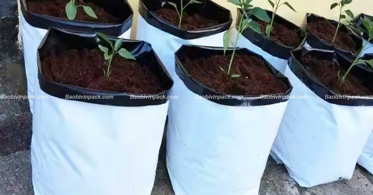 Túi dùng để trồng dưa lưới và các loại cây tương tự, giúp cây phát triển mạnh và tối ưu diện tích
