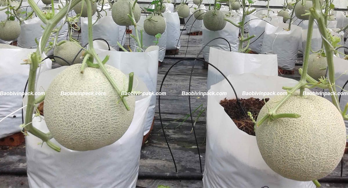 tui-trong-dua-luoi (1)