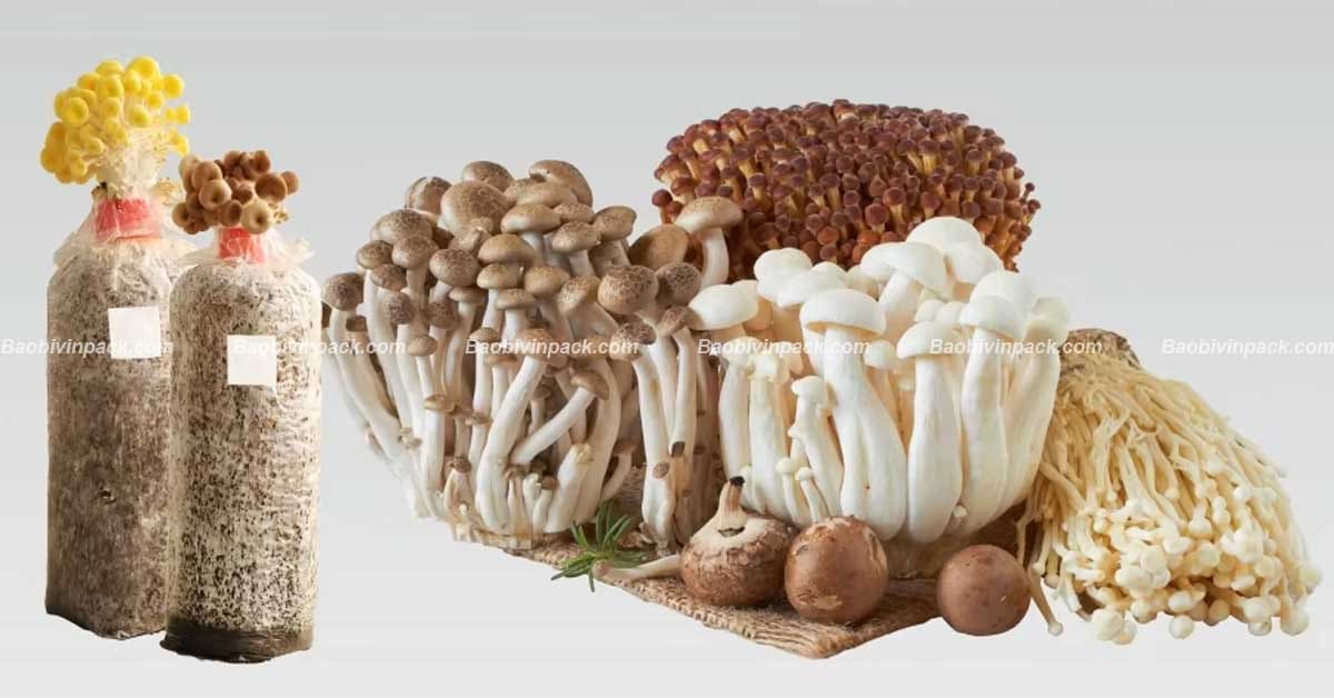 Túi trồng nấm tạo môi trường lý tưởng để nấm phát triển và bảo vệ phôi nấm