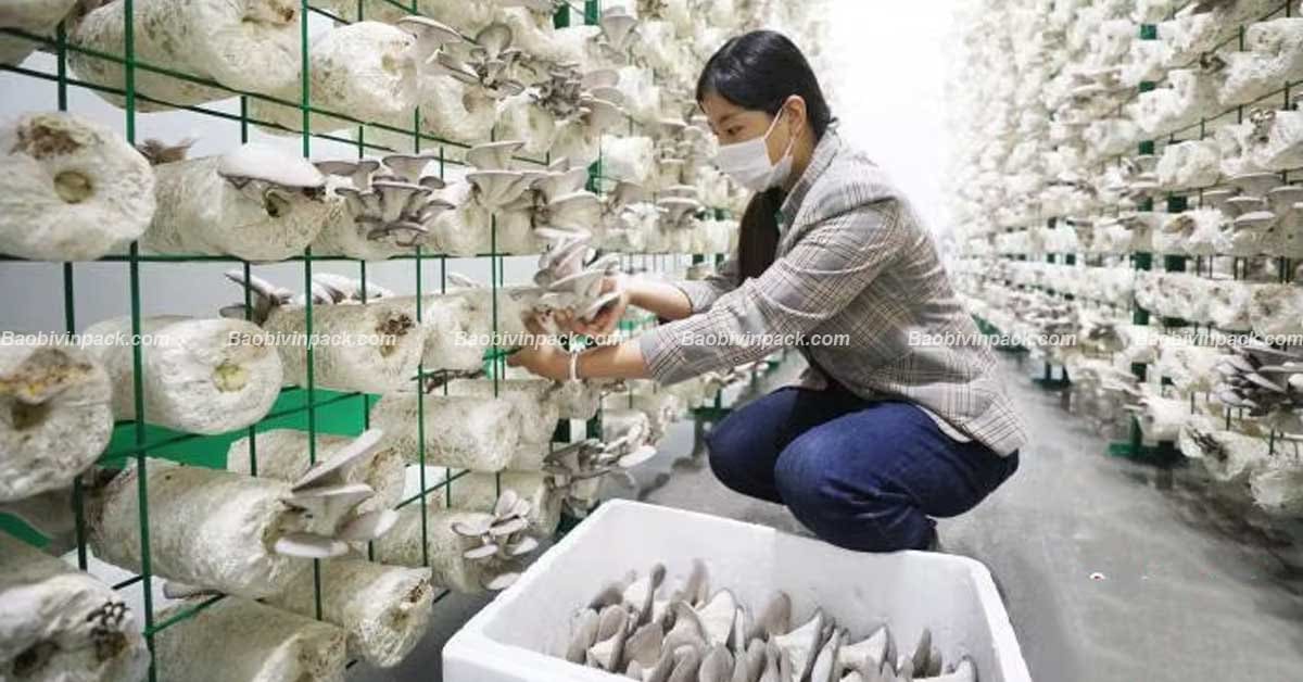 Túi trồng nấm được sử dụng rộng rãi trong nuôi trồng nấm tại nhà và trang trại chuyên nghiệp