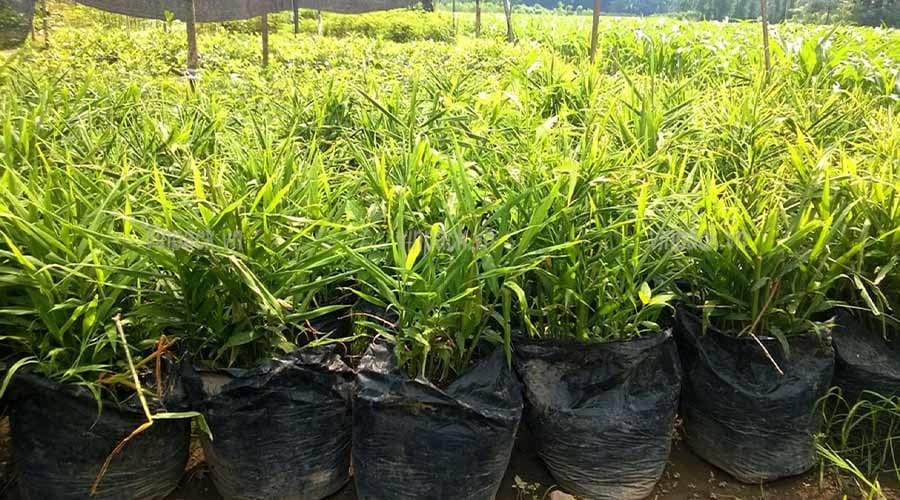 Dùng để trồng gừng và các loại cây củ khác trong không gian nhỏ hoặc trên quy mô lớn