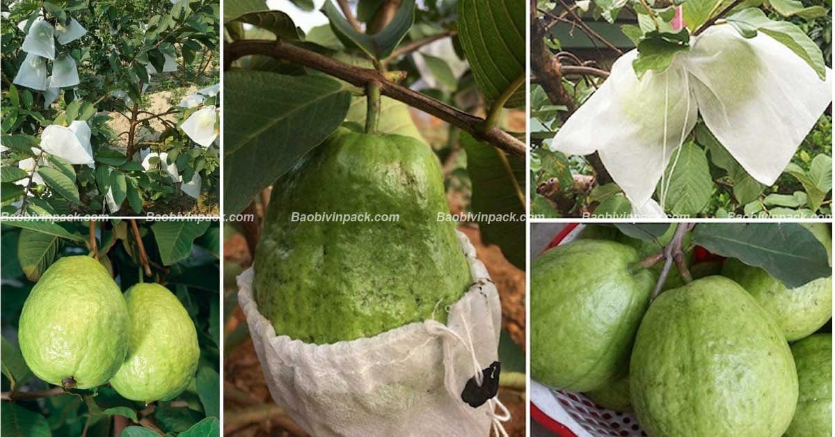 Túi vải bọc ổi - 10