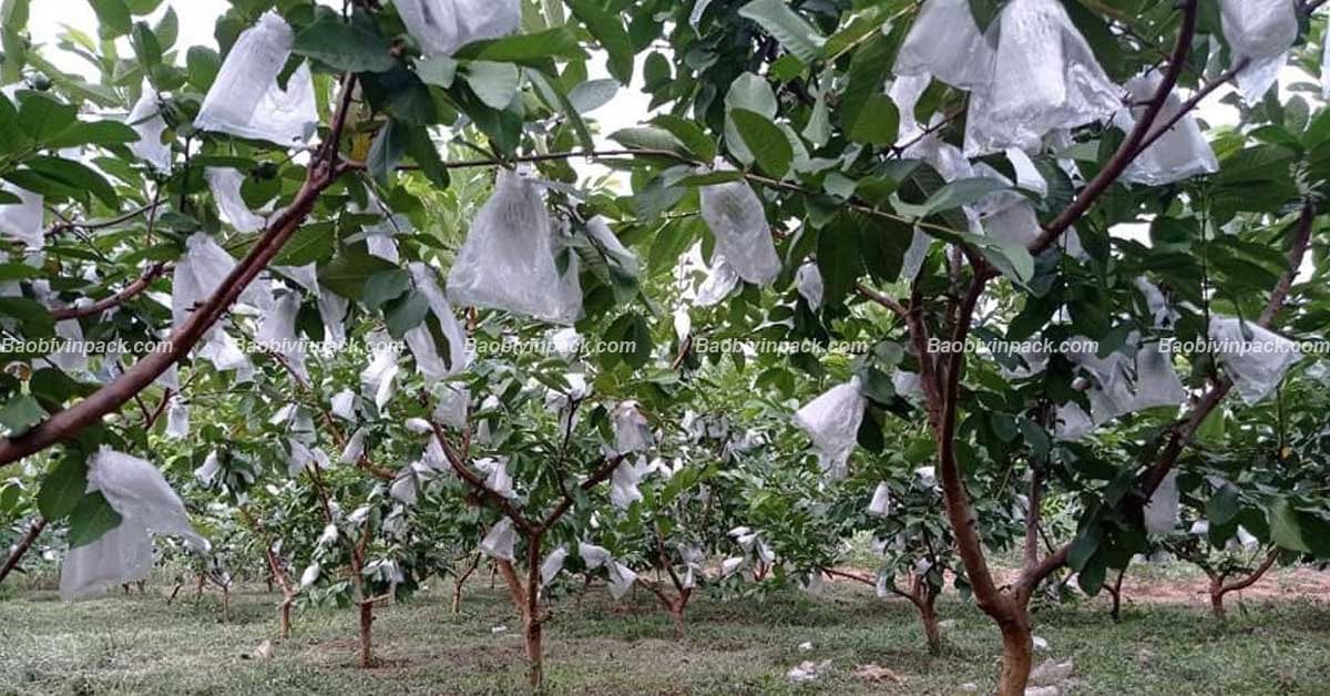 Túi vải bọc ổi - 5