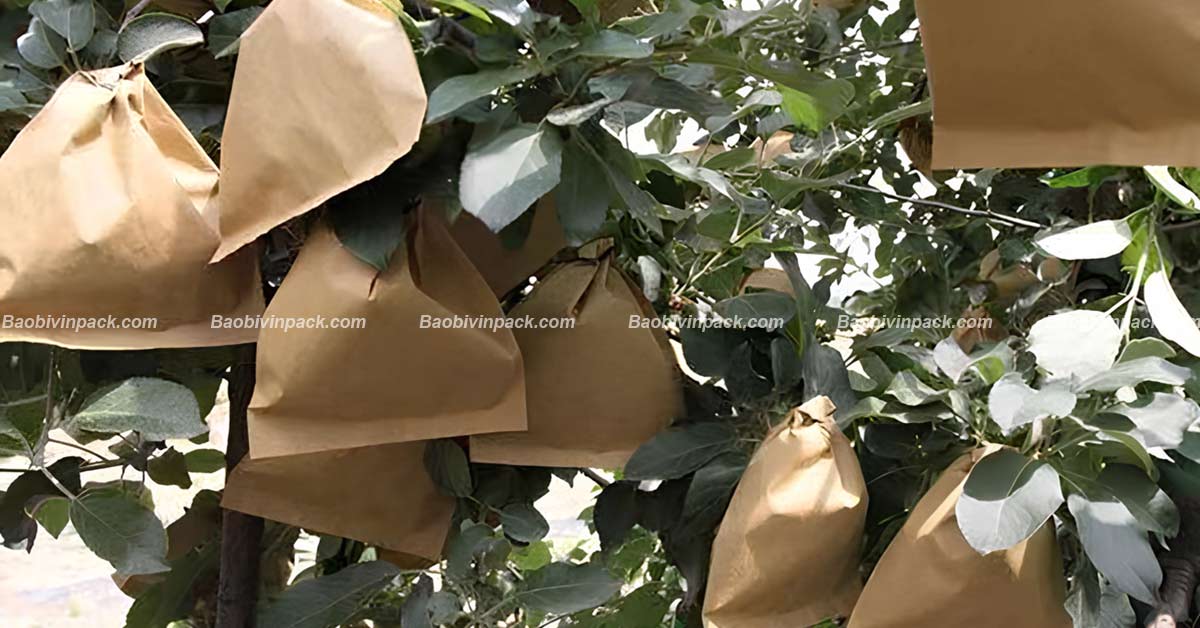 Túi giấy đựng trái cây Vinpack
