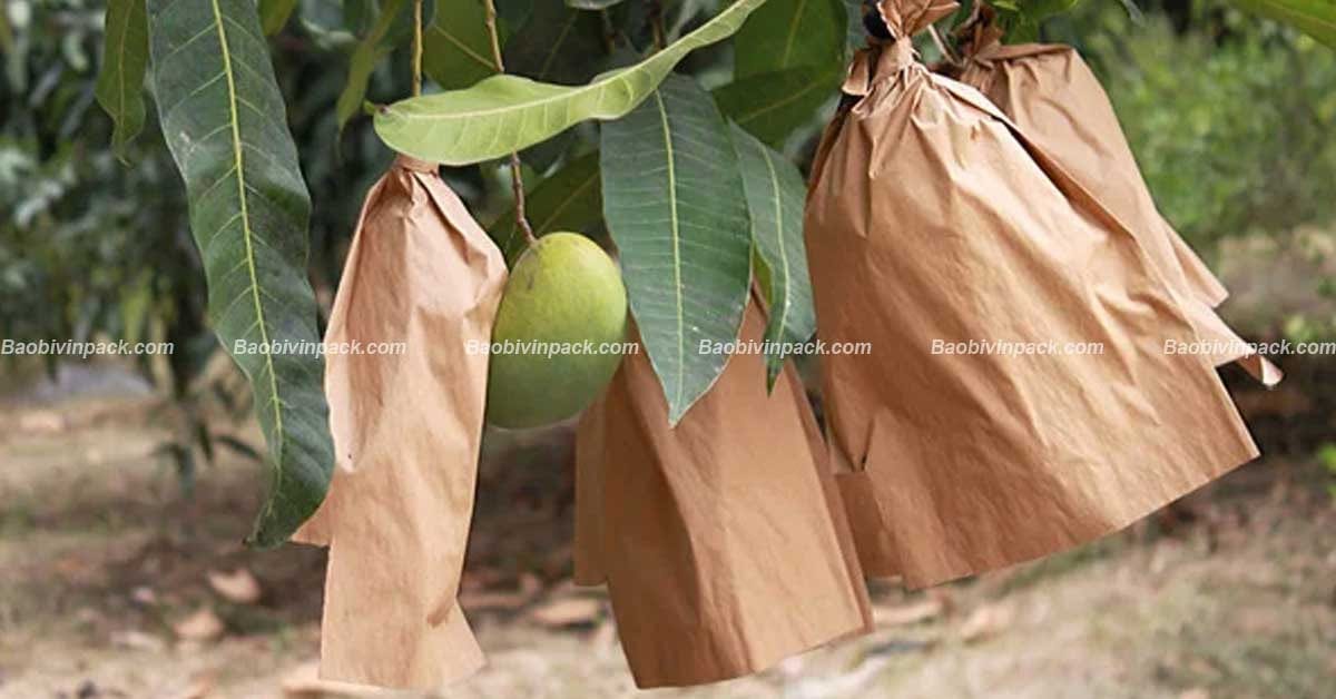 Túi giấy bọc xoài - 5