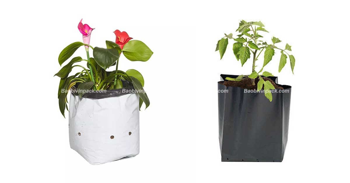 Túi ươm cây giống - 11