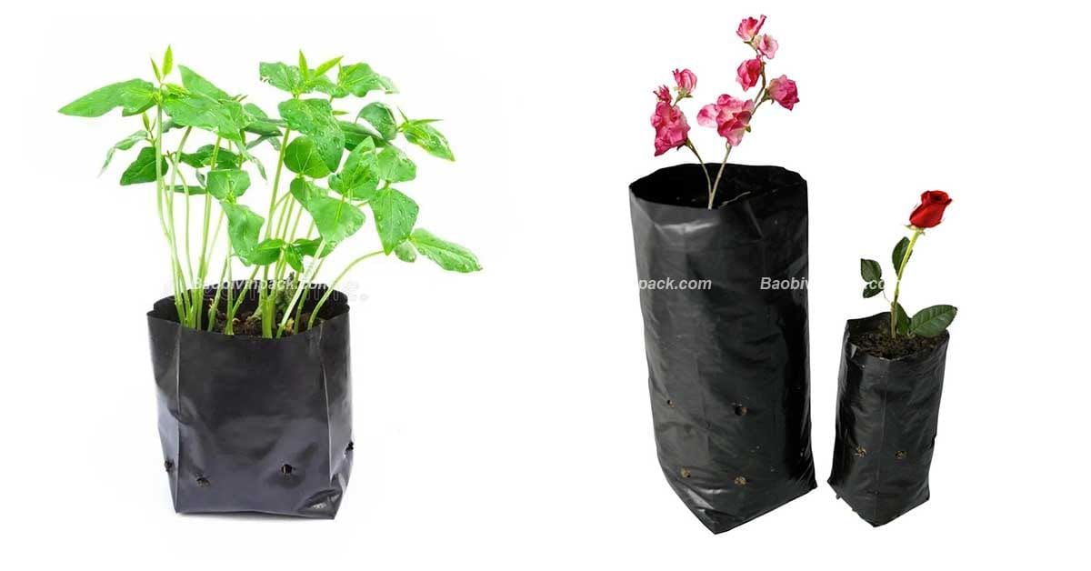 Túi ươm cây giống - 12