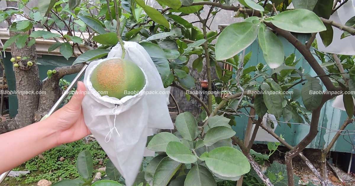túi vải bọc bưởi - 2