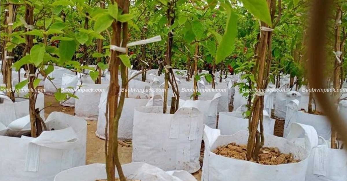 túi vải không dệt trồng cây - 5