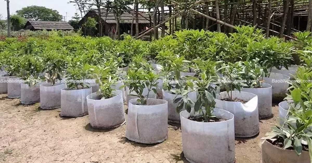 túi vải không dệt trồng cây - 7