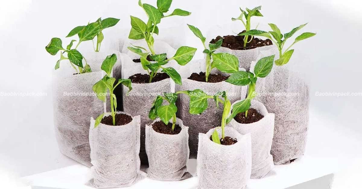 túi vải không dệt ươm cây - 7