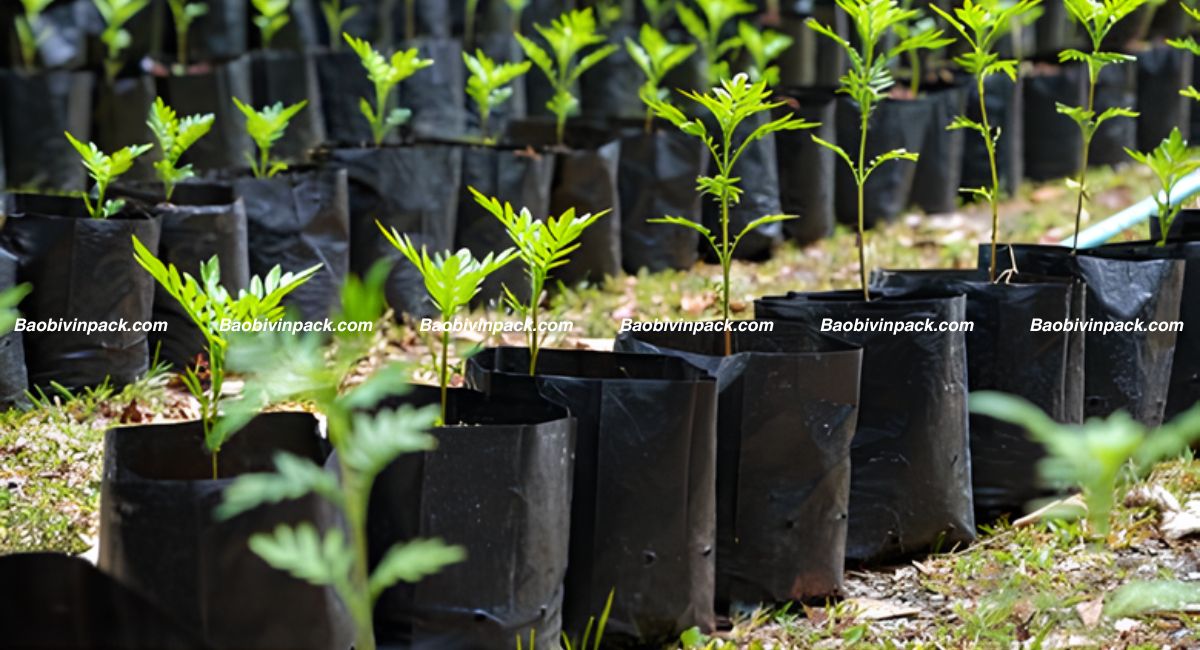Chất liệu túi trồng cây