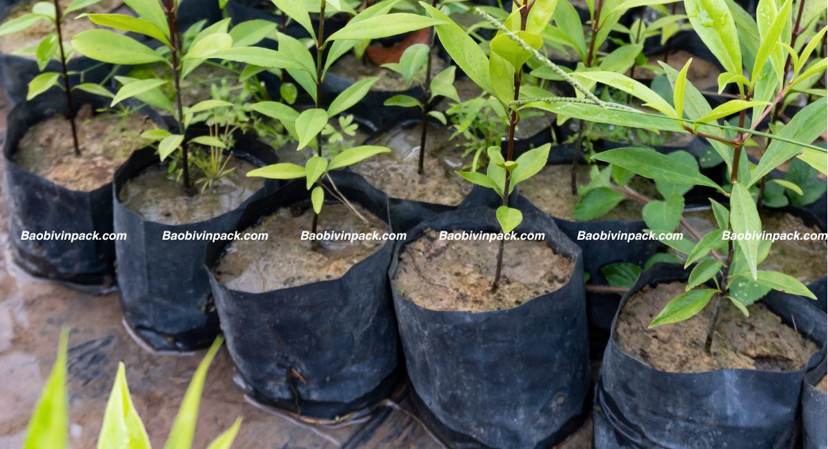 Lợi ích túi trồng cây