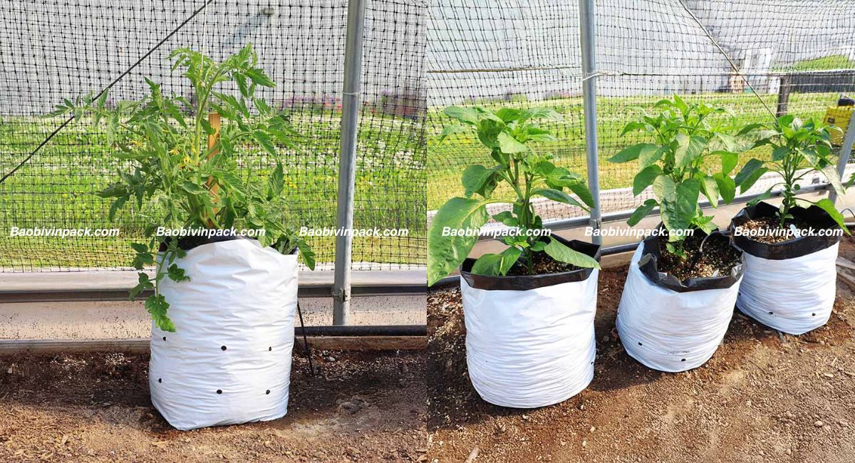 Túi trồng cây 2 da