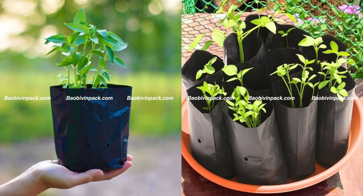 Túi trồng, ươm cây đen