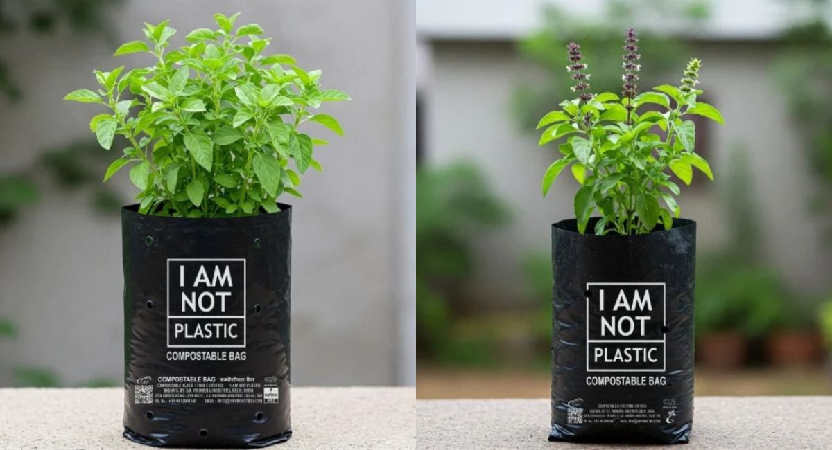 Túi ươm cây tự hủy